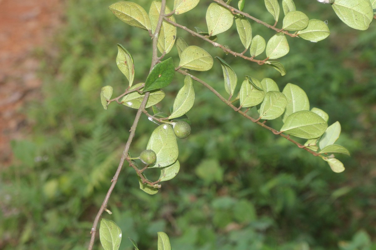 Ficus diversiformis Miq.